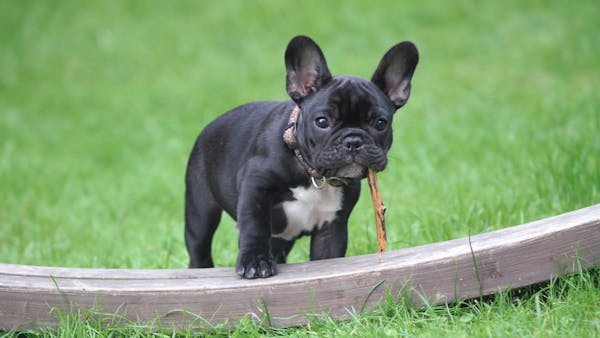 French Bulldogs