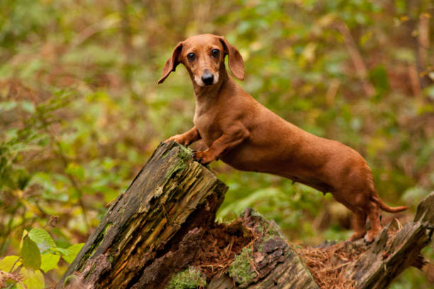 Dachshunds