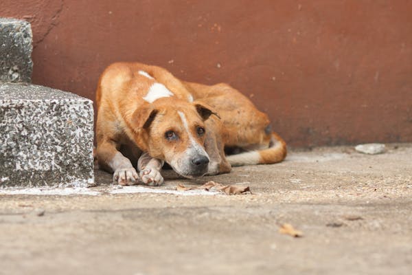 sad dog